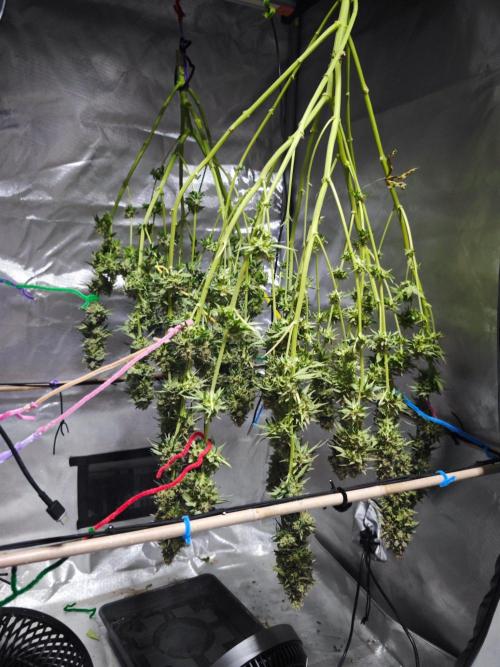 Organic Super Soil Showcase OSS. Week 13