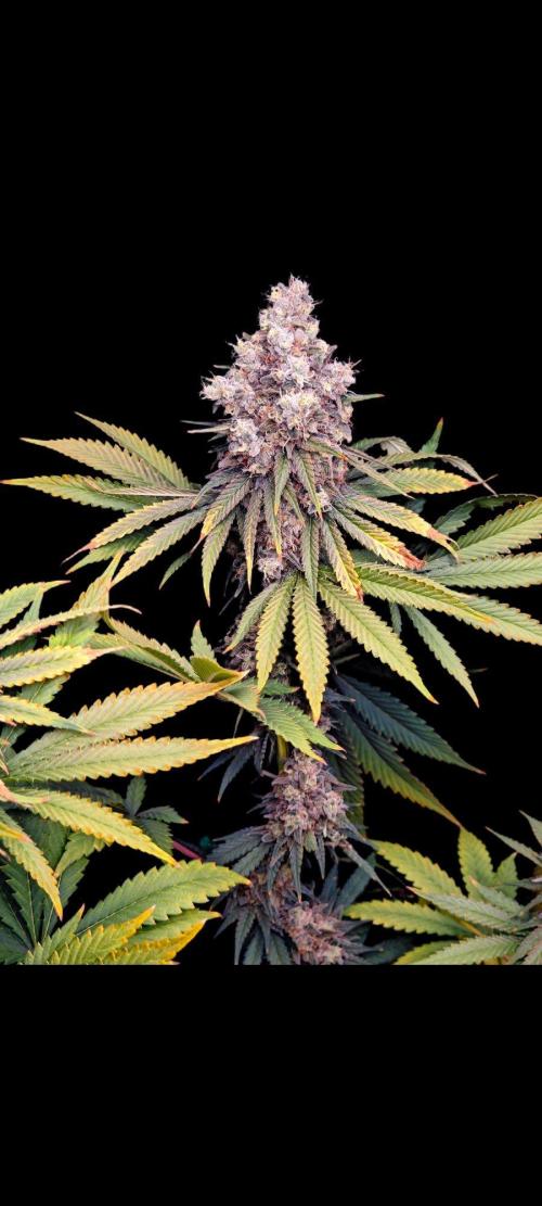 Organic Super Soil Showcase OSS. Week 13