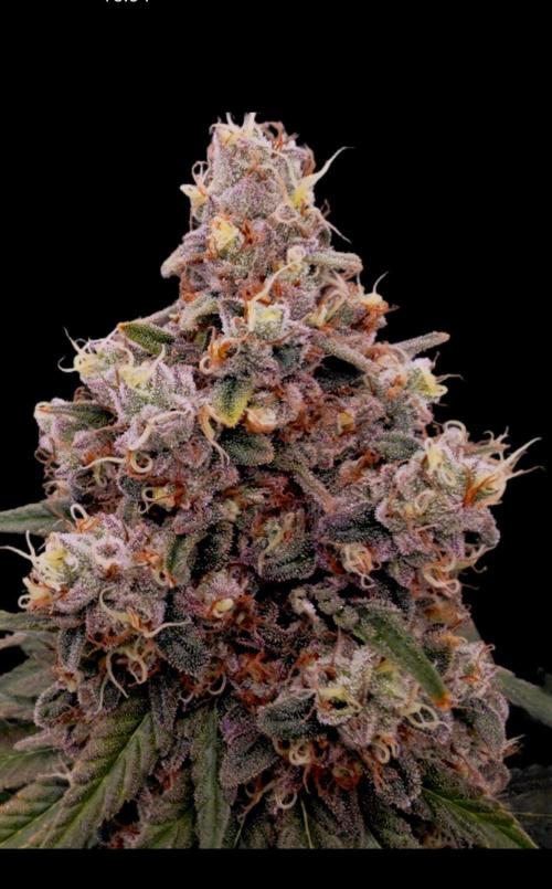 Organic Super Soil Showcase OSS. Week 13