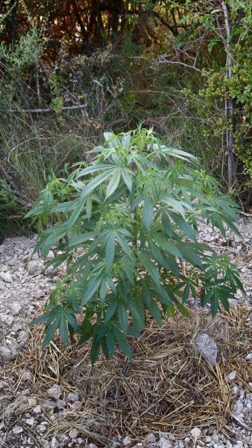 Primer cultivo guerrilla exterior LST. Week 5