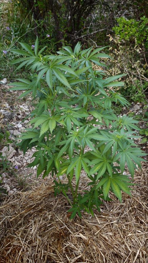 Primer cultivo guerrilla exterior LST. Week 5
