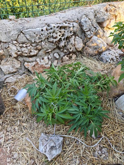 Primer cultivo guerrilla exterior LST. Week 5