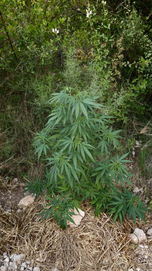 Primer cultivo guerrilla exterior LST. Week 5