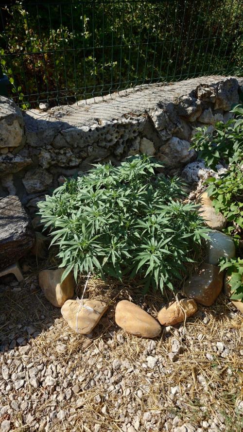 Primer cultivo guerrilla exterior LST. Week 11