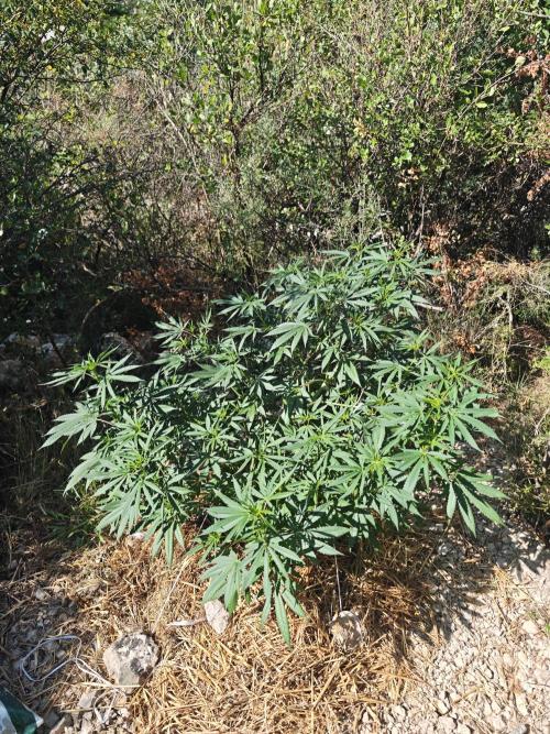 Primer cultivo guerrilla exterior LST. Week 11