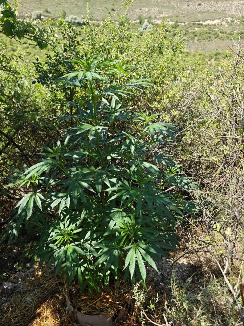 Primer cultivo guerrilla exterior LST. Week 11