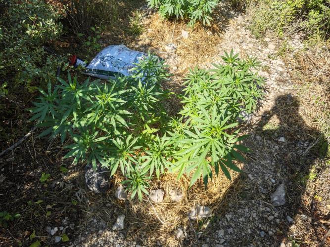 Primer cultivo guerrilla exterior LST. Week 11