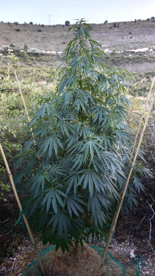 Primer cultivo guerrilla exterior LST. Week 15