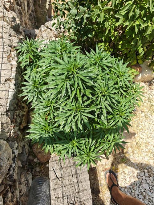 Primer cultivo guerrilla exterior LST. Week 15