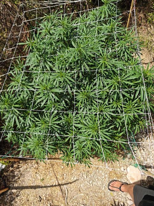 Primer cultivo guerrilla exterior LST. Week 15
