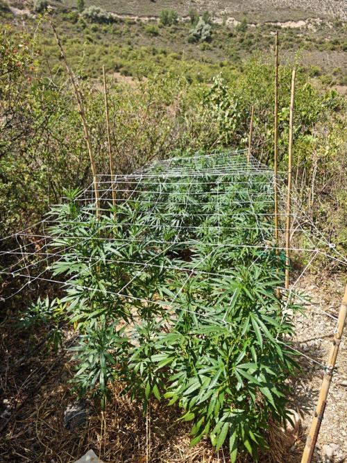 Primer cultivo guerrilla exterior LST. Week 15