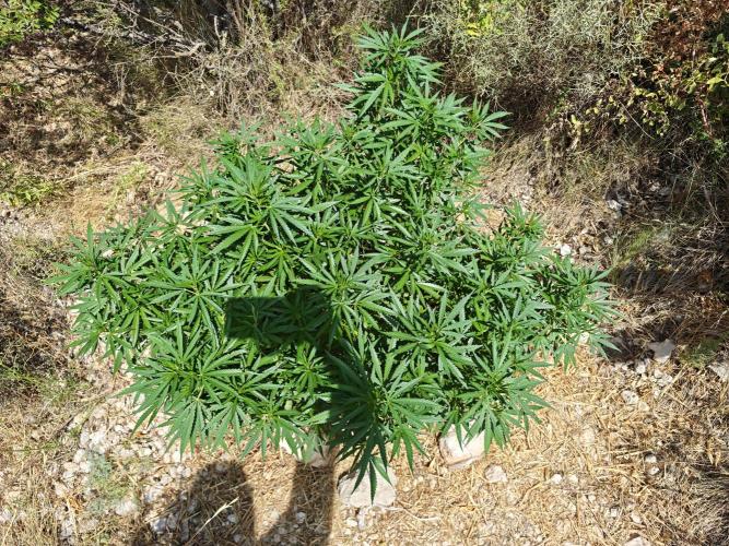 Primer cultivo guerrilla exterior LST. Week 15