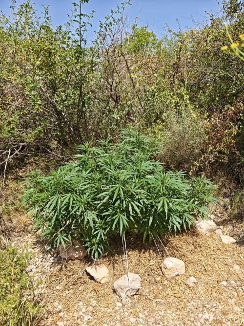 Primer cultivo guerrilla exterior LST. Week 15
