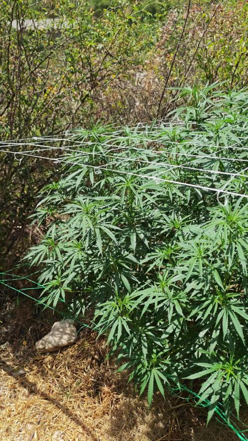 Primer cultivo guerrilla exterior LST