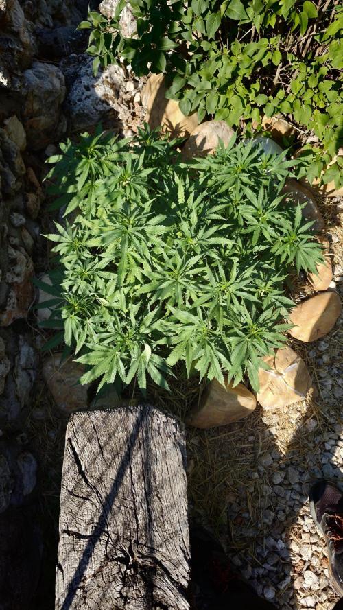 Primer cultivo guerrilla exterior LST. Week 11