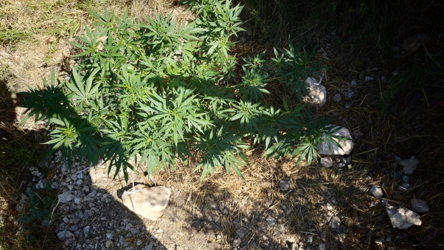 Primer cultivo guerrilla exterior LST. Week 11