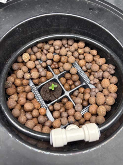 Royal skywalker. Week 1 - high ph swing goes from 5.5 to 8 in 3 hours