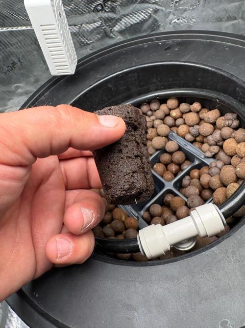 Royal skywalker. Week 1