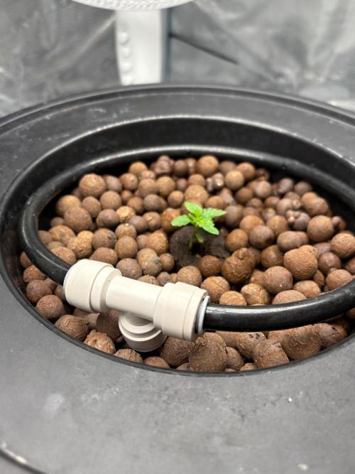 Royal skywalker. Week 2