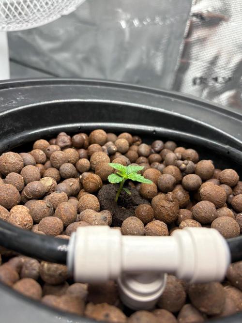 Royal skywalker. Week 2