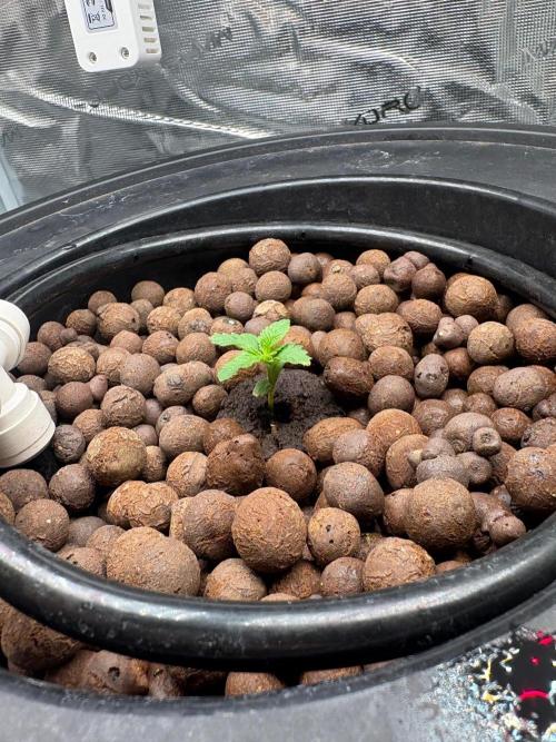 Royal skywalker. Week 2