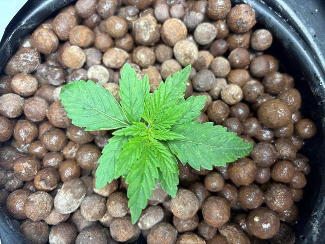 Royal skywalker. Week 3