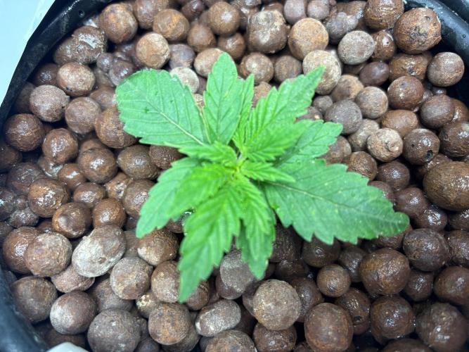 Royal skywalker. Week 3