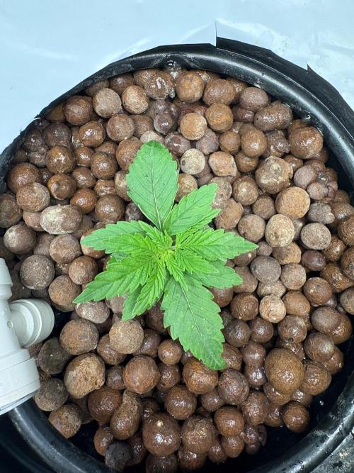 Royal skywalker. Week 3