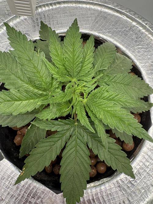 Royal skywalker. Week 4