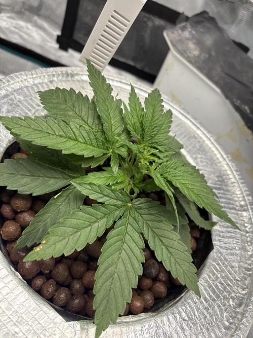Royal skywalker. Week 4