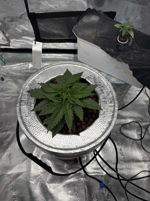 Royal skywalker. Week 4