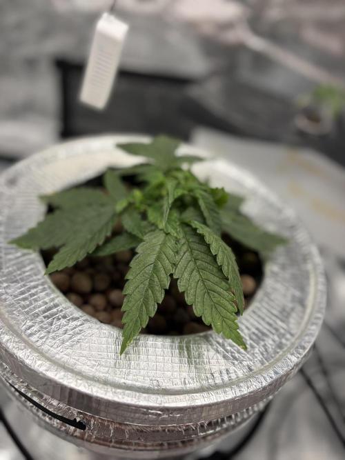 Royal skywalker. Week 4