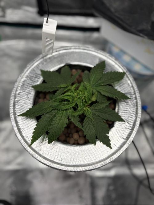 Royal skywalker. Week 4