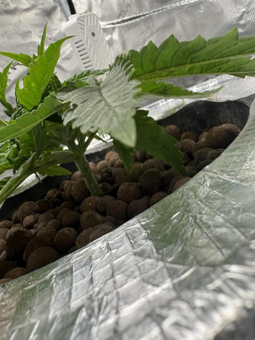 Royal skywalker. Week 5