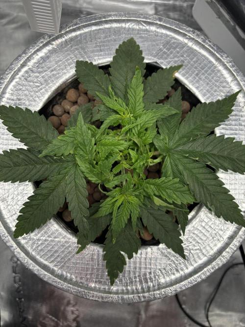 Royal skywalker. Week 5