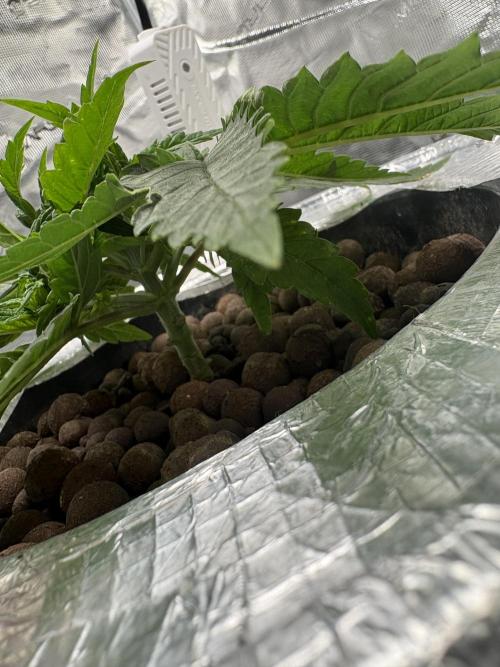 Royal skywalker. Week 5