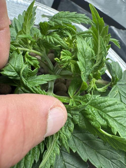 Royal skywalker. Week 5