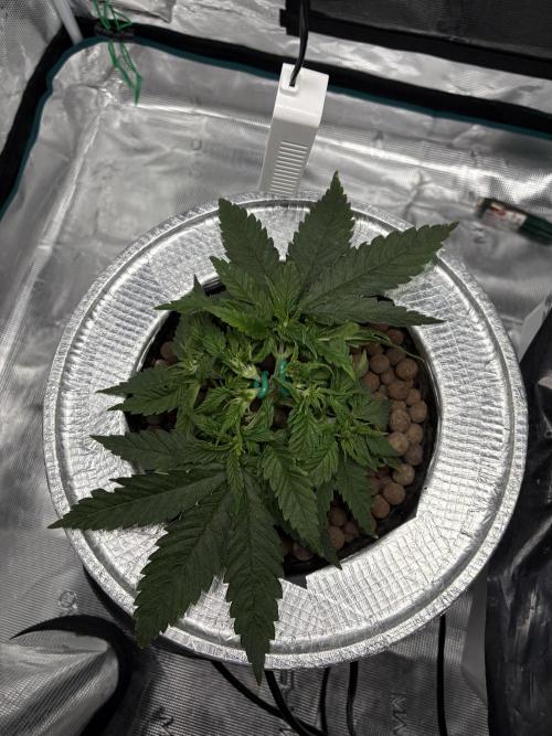 Royal skywalker. Week 5