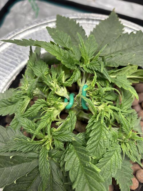 Royal skywalker. Week 5