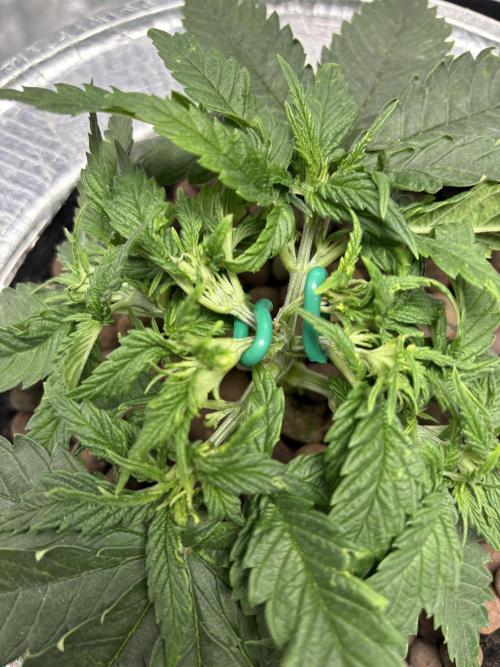 Royal skywalker. Week 5