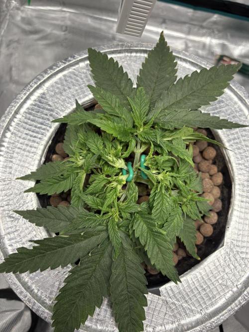 Royal skywalker. Week 5
