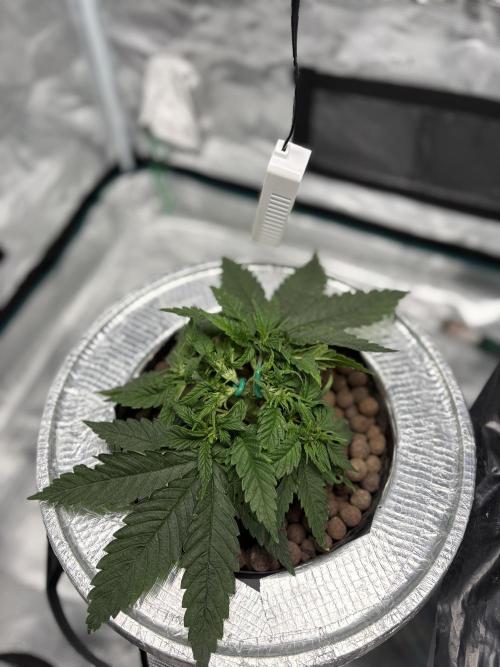 GT 100x100x180. Week 5
