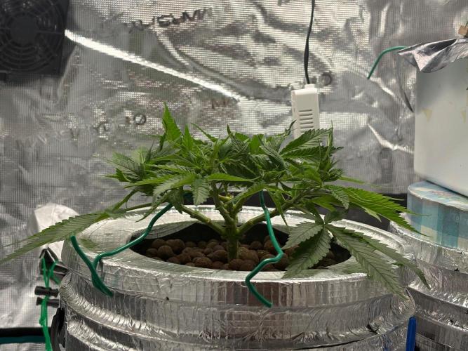 Royal skywalker. Week 6