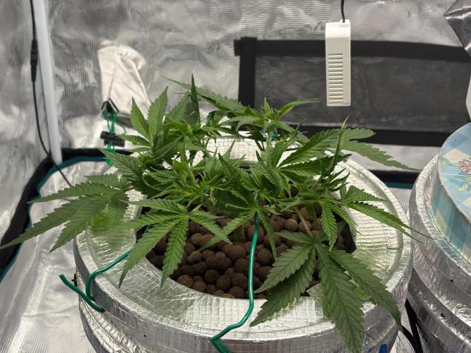 Royal skywalker. Week 6