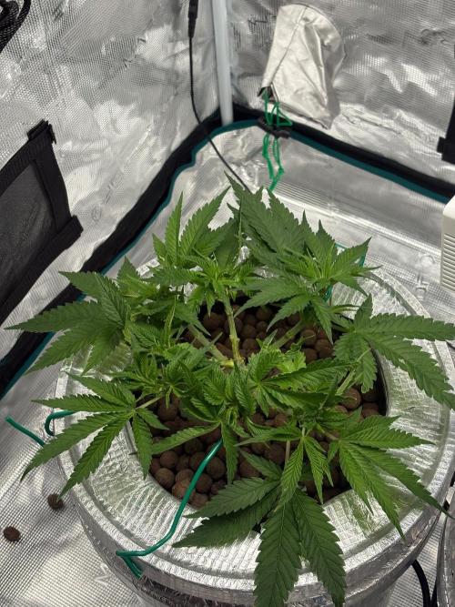 Royal skywalker. Week 6