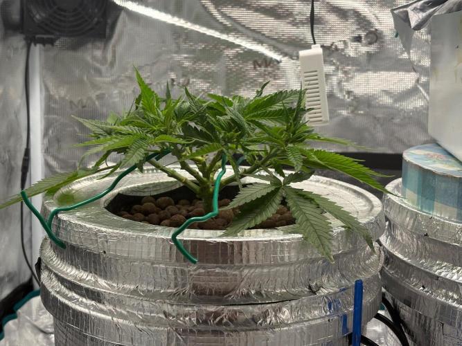 Royal skywalker. Week 6