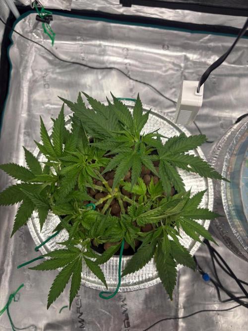 Royal skywalker. Week 6