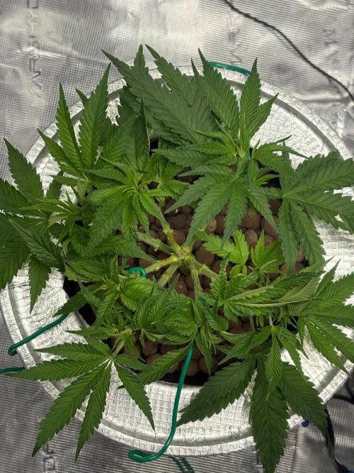 Royal skywalker. Week 6
