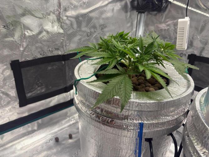 Royal skywalker. Week 6