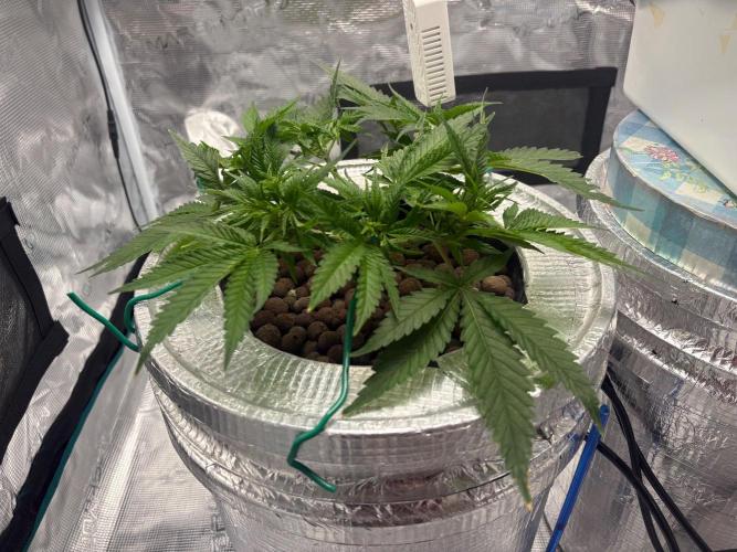 Royal skywalker. Week 6
